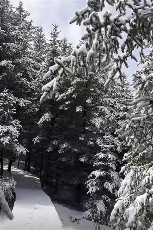 瑞和网  立夏节气下大雪？山西芦芽山关闭所有景点