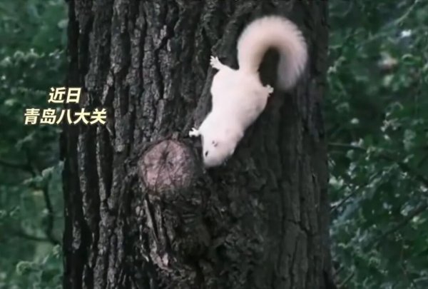 玖联优配 高萌预警！在八大关拍到小松鼠，在浮山森林公园遇到小野兔……网友：我也要去偶遇