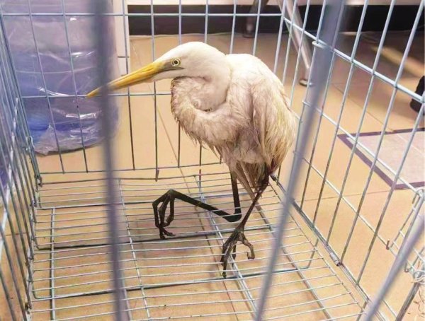 亿配资 警民合力 救助国家一级保护动物黄嘴白鹭