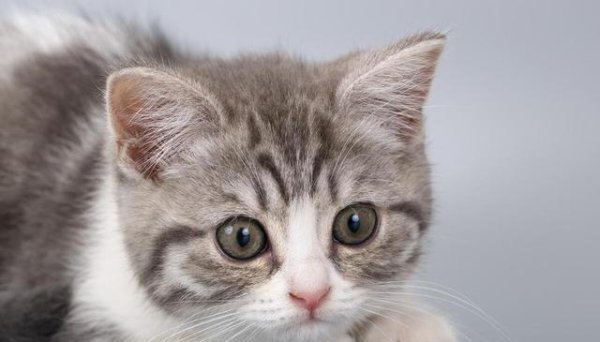 共享财富 猫咪的“贱”萌世界：独特的魅力与无尽的欢乐